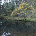 Sunshine Wattle