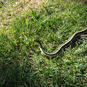Garter Snake
