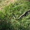 Garter Snake