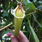 Pitcher Plant 