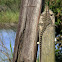 Australian Water Dragon - Female