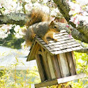 American Red Squirrel