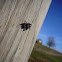 Jumping Spider