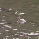 Pied-billed Grebe