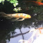 Koi fish