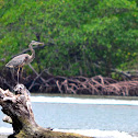 Great Blue Heron