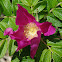 Japanese Rose