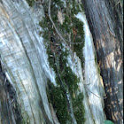 Moss on juniper tree trunk