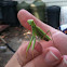 Praying Mantis