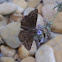 Horace's Duskywing