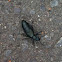 blister beetle