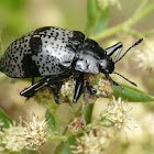 Pleasing Fungus Beetle