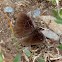 Black Satyr (male)