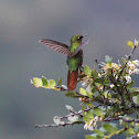 Tyrian Metaltail