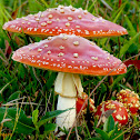 Amanita (Fly agaric)
