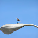 Common Myna