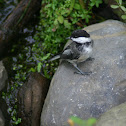 Black-capped Chickadee
