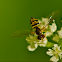 Hoverfly Toxomerus geminatus