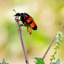 Orange Blister Beetle