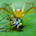 Lynx Spider (Male)