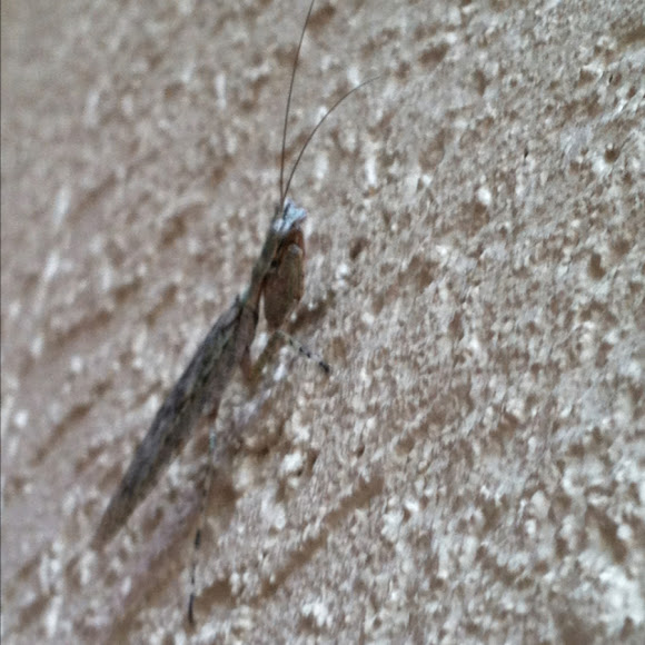 Spotting Image 1