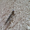 Grizzled Mantid