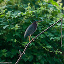 Green Heron