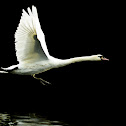 Mute Swan