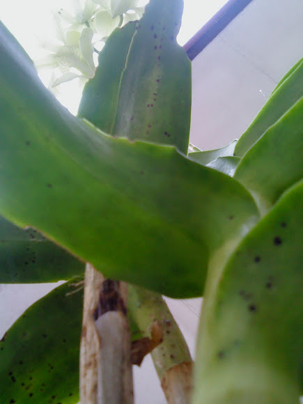 Spotting Image 1