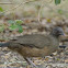 Plain Chachalaca