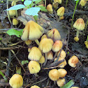 Coprinellus micaceus