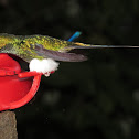 Booted Racquet-tail