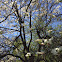 Flowering Dogwood
