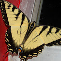 Easter Tiger Swallowtail