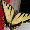 Easter Tiger Swallowtail