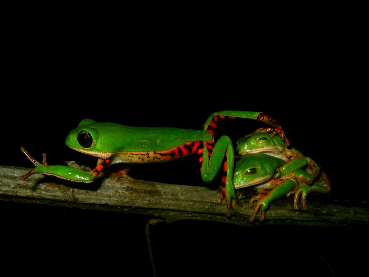  Monkey-frog 
