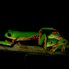  Monkey-frog 