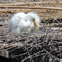 Great Egret Chicks (2)