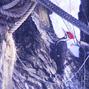 Pileated Woodpecker