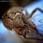 Cicada