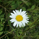 Oxeye Daisy