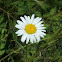 Oxeye Daisy