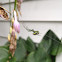 Orchard spider