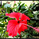 China ROSE