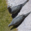 Turtle Dove
