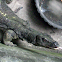 White headed monitor