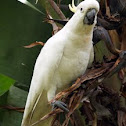 Sulphur-crested Cockatoo