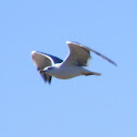 Gaivota-de-Patas-Amarelas