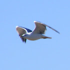 Gaivota-de-Patas-Amarelas