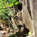 Garter Snake